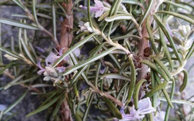 ROSMARINO usi e benefici