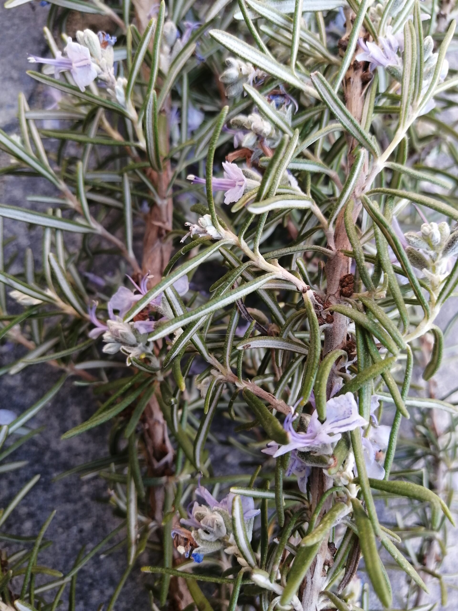 ROSMARINO usi e benefici