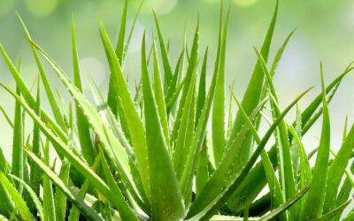 Crema gel aloe veloce fai da te