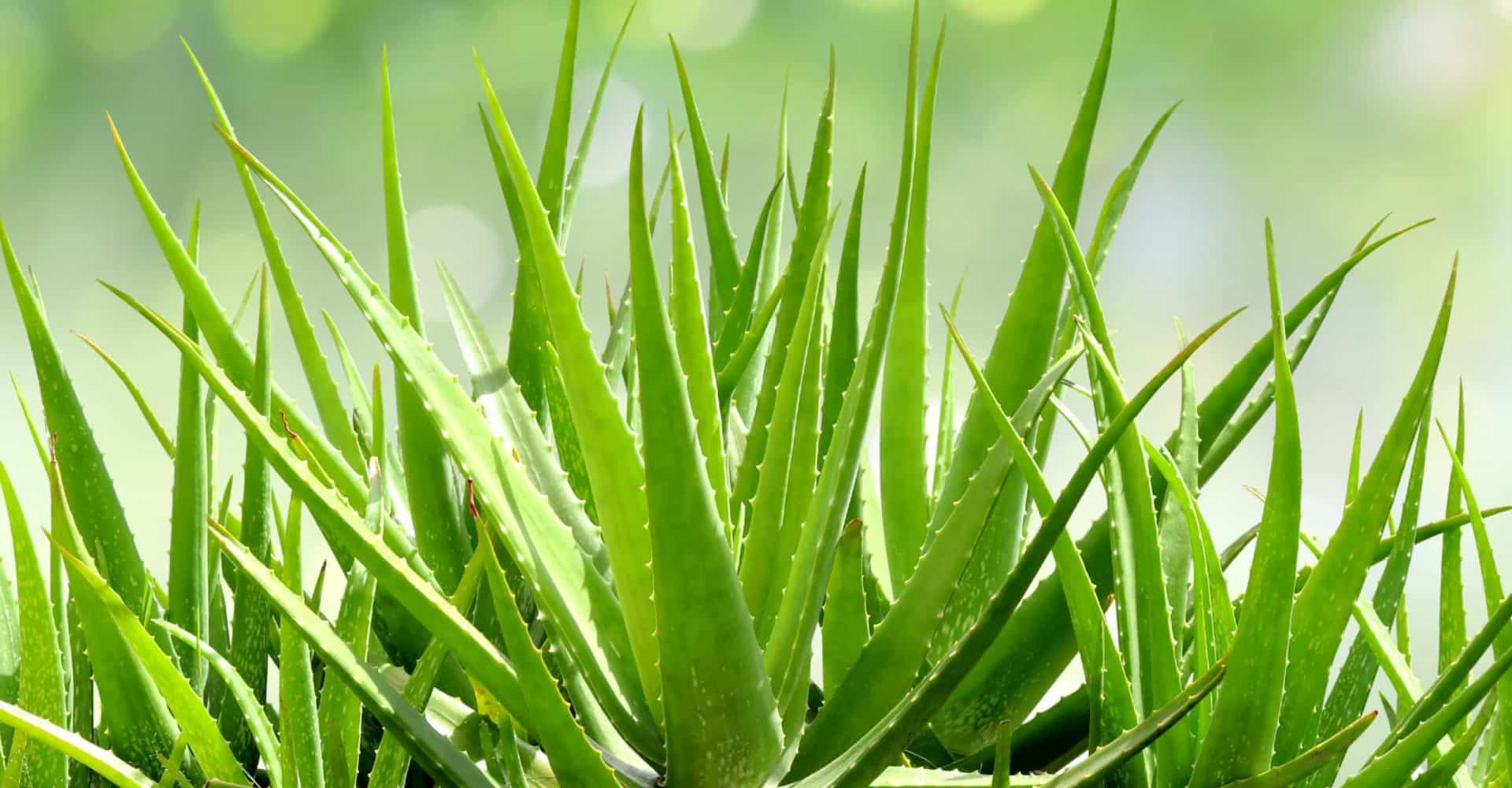 Crema gel aloe veloce fai da te