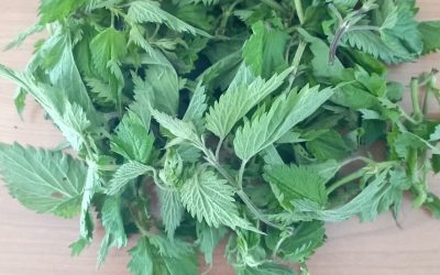 ORTICA PROPRIETA’ USI QUOTIDIANI