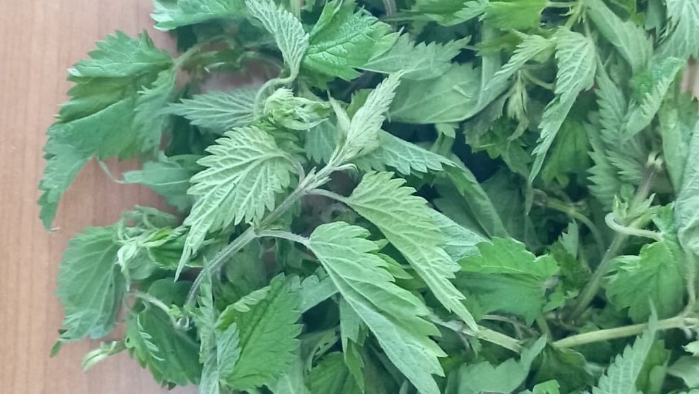 ortica proprietà usi quotidiani