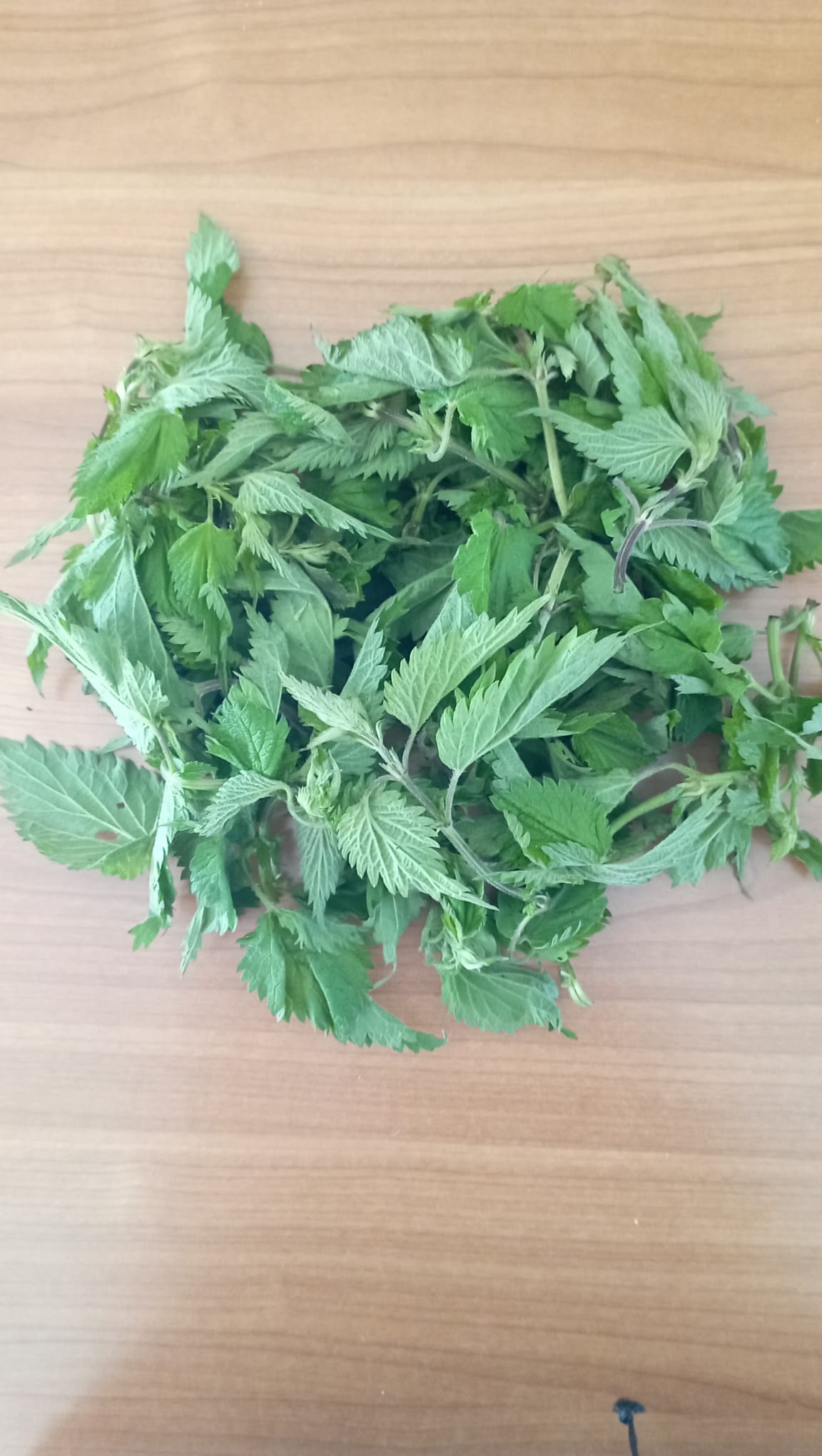 ORTICA PROPRIETA’ USI QUOTIDIANI