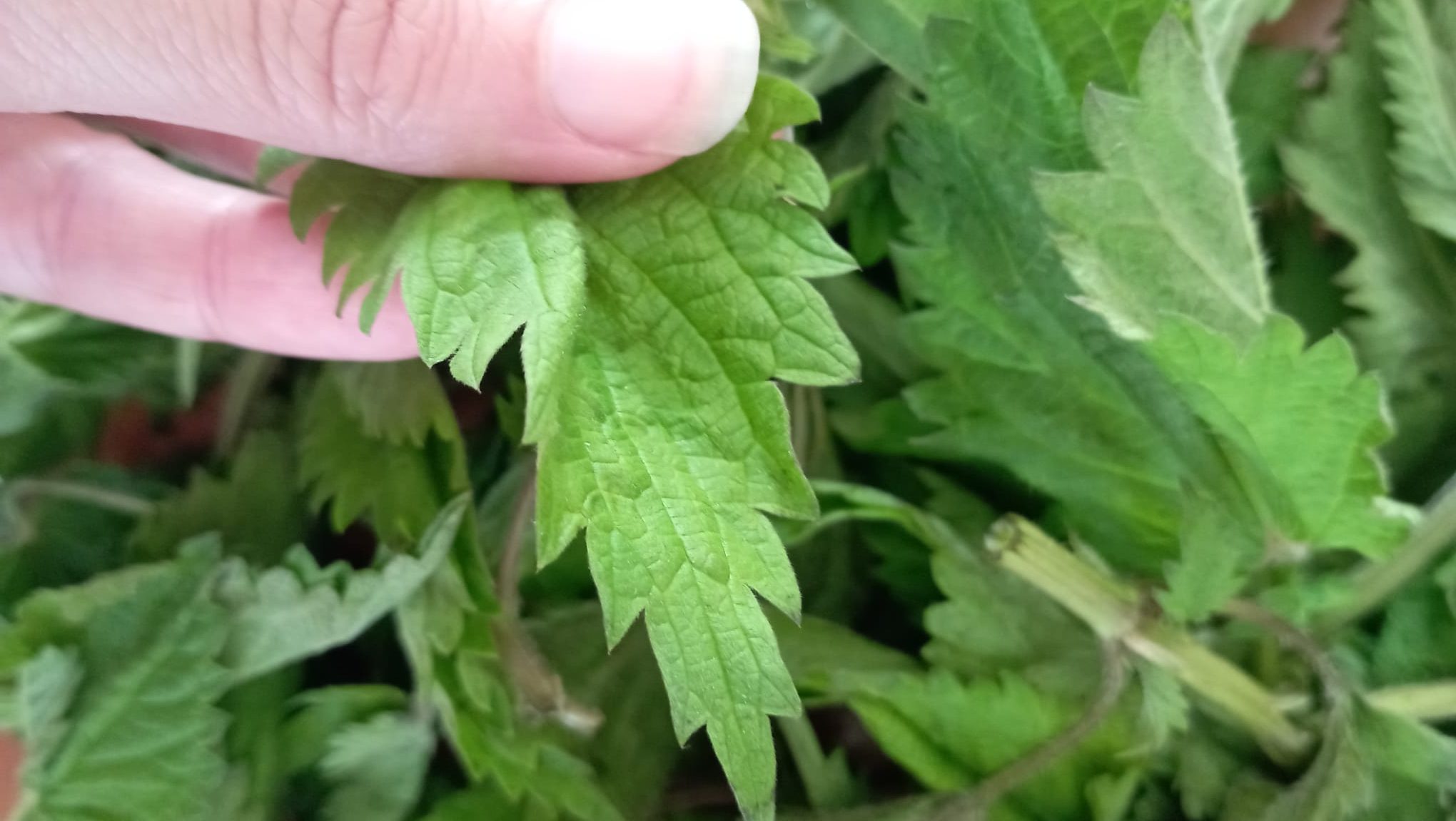 ortica proprietà usi quotidiani