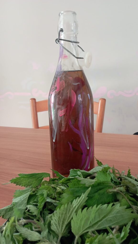 ortica proprietà usi quotidiani